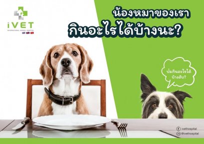 ไขคำตอบ หมากินอะไรได้บ้าง ไม่ได้บ้าง